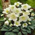Морозник